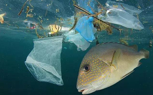 科學(xué)家確認人體已被微塑料污染，污染源不僅是海洋